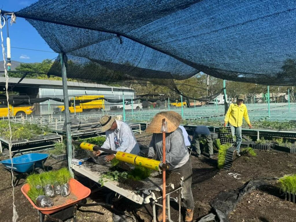 Reforestacion Guerrero