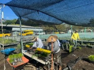 Reforestacion Guerrero